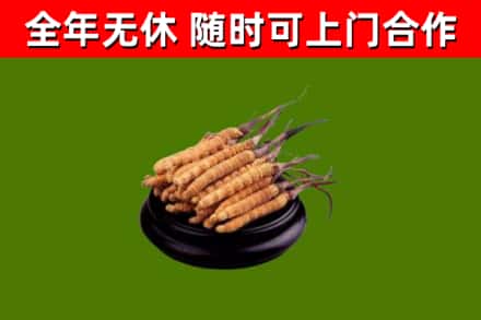 城北区烟酒回收冬虫夏草.jpg